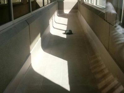 Renew Commercial Roofing Sucess 186486